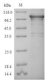 Recombinant Human Replication protein A 70kDa DNA-binding subunit(RPA1)