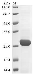 Recombinant Human Retinoblastoma-like protein 2(RBL2),partial