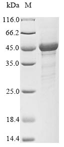 Recombinant Human S-phase kinase-associated protein 1(SKP1)