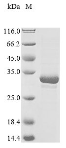 Recombinant Human SLAM family member 6(SLAMF6),partial