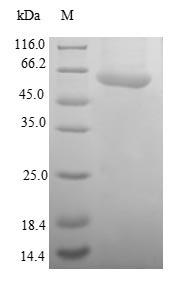 Recombinant Human SUMO-activating enzyme subunit 1(SAE1)