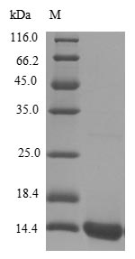 Recombinant Human Scrapie-responsive protein 1(SCRG1)