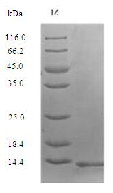 Recombinant Human Secreted Ly-6/uPAR-related protein 1(SLURP1)