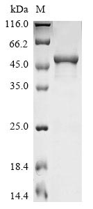 Recombinant Human Secretogranin-2(SCG2),partial