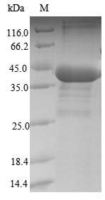 Recombinant Human Serine/threonine-protein phosphatase PP1-beta catalytic subunit(PPP1CB)