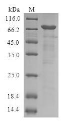 Recombinant Human Serpin B9(SERPINB9)