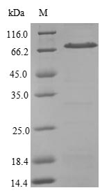 Recombinant Human Signal recognition particle 54 kDa protein(SRP54)