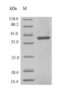 Recombinant Human Signal-regulatory protein beta-1(SIRPB1),partial