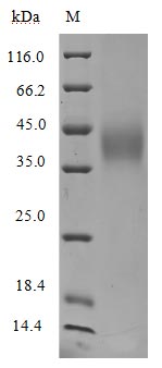 Recombinant Human Signal transducer CD24(CD24)-Nanoparticle (Active)