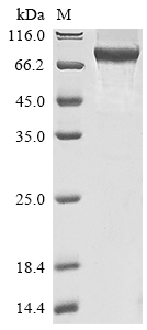 Recombinant Human Signal transducer and activator of transcription 3(STAT3),partial