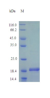 Recombinant Human Sonic hedgehog protein(SHH) (Active)