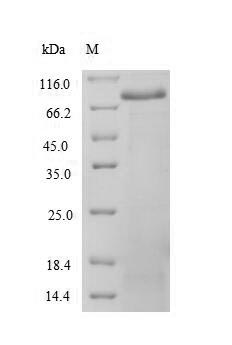 Recombinant Human Spectrin alpha chain, non-erythrocytic 1(SPTAN1),partial