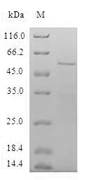 Recombinant Human Spindlin-1(SPIN1)