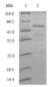 Recombinant Human Splicing factor U2AF 35KDA subunit(U2AF1)