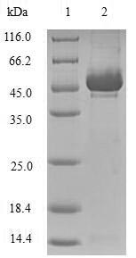 Recombinant Human Stromelysin-2(MMP10)