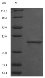 Recombinant Human Succinate dehydrogenase [ubiquinone] flavoprotein subunit, mitochondrial(SDHA),partial