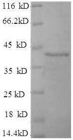 Recombinant Human Synaptotagmin-1(SYT1),partial