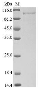 Recombinant Human T-cell immunoglobulin and mucin domain-containing protein 4(TIMD4),partial