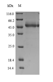 Recombinant Human T-cell immunoreceptor with Ig and ITIM domains(TIGIT),partial (Active)
