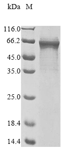 Recombinant Human TNF receptor-associated factor 3(TRAF3)
