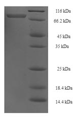 Recombinant Human TNF receptor-associated factor 5(TRAF5)