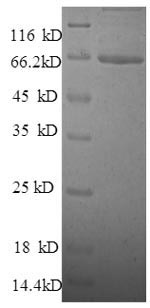 Recombinant Human Talin-1(TLN1),partial