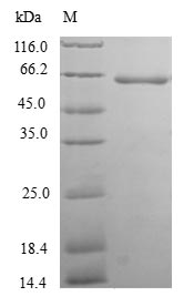 Recombinant Human Thioredoxin domain-containing protein 5(TXNDC5)