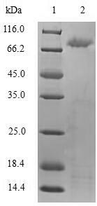 Recombinant Human Toll-like receptor 2(TLR2),partial