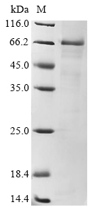 Recombinant Human Toll-like receptor 4(TLR4),partial
