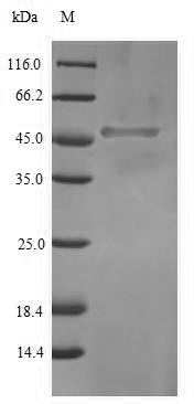 Recombinant Human Transcription factor SOX-2(SOX2)