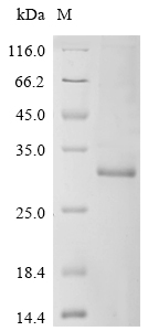 Recombinant Human Transcriptional enhancer factor TEF-1(TEAD1),partial