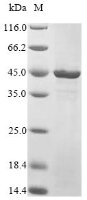 Recombinant Human Transcriptional enhancer factor TEF-3(TEAD4),partial