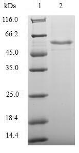 Recombinant Human Transcriptional enhancer factor TEF-3(TEAD4),partial