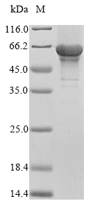 Recombinant Human Transcriptional enhancer factor TEF-3(TEAD4),partial