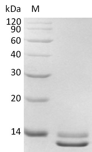 Recombinant Human Transforming growth factor beta-3(TGFB3),Partial (Active)