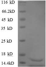 Recombinant Human Transforming growth factor beta-3(TGFB3),partial