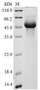 Recombinant Human Transmembrane protease serine 11A(TMPRSS11A),partial