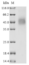 Recombinant Human Transmembrane protease serine 2(TMPRSS2) (R255Q),partial (Active)