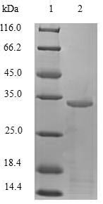 Recombinant Human Trefoil factor 1(TFF1)