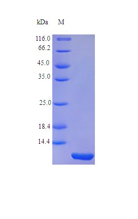 Recombinant Human Trefoil factor 1 protein(TFF1) (Active)