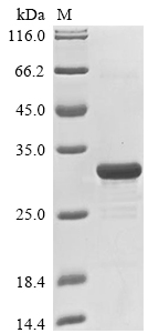 Recombinant Human Trefoil factor 3(TFF3),partial