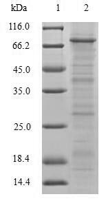 Recombinant Human Tripartite motif-containing protein 5(TRIM5)