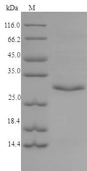 Recombinant Human Tryptase beta-2(TPSB2)