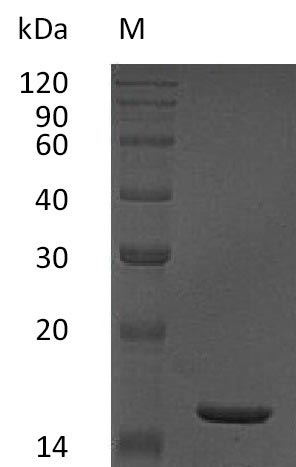 Recombinant Human Tumor necrosis factor(TNF),partial (Active)