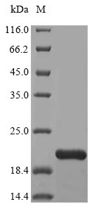 Recombinant Human Tumor necrosis factor(TNF),partial