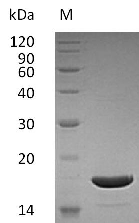 Recombinant Human Tumor necrosis factor ligand superfamily member 10(TNFSF10),partial (Active)