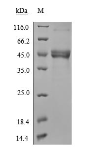 Recombinant Human Tumor necrosis factor ligand superfamily member 18(TNFSF18),partial (Active)