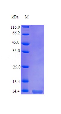 Recombinant Human Tumor necrosis factor ligand superfamily member 18 protein(TNFSF18) (Active)