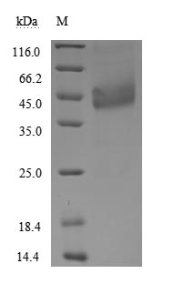 Recombinant Human Tumor necrosis factor receptor superfamily member 13C(TNFRSF13C),partial (Active)