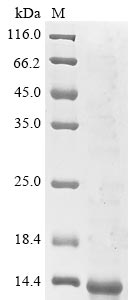 Recombinant Human Tumor necrosis factor receptor superfamily member 17(TNFRSF17),partial